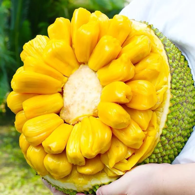 【六妈推荐】菠萝蜜 香甜脆爽果香1颗6斤起大果 辽宁发货