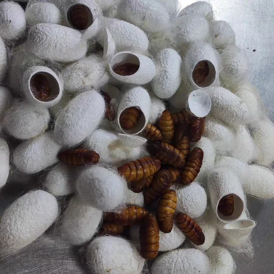 新鲜完整蚕茧2025年10月18日刚结茧的蚕茧可以变成蚕蛾包