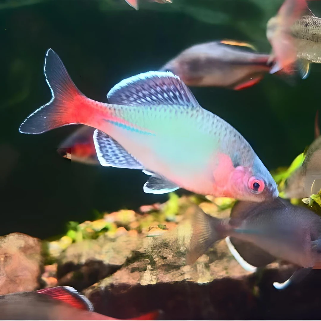 衢州青鳞鱊 新安江 冷水鱼原生鱼不加温活体观赏鱼齐氏鱊鳑鲏