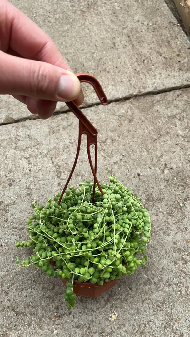 佛珠[全店满18元包邮]多肉植物