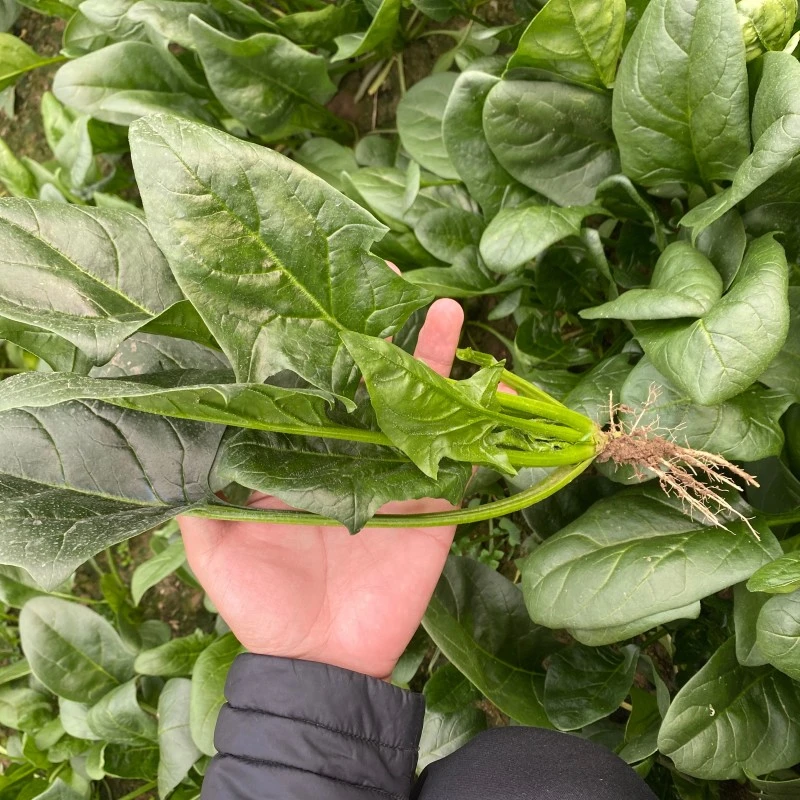 蔬菜种耐热大圆叶菠菜种子尖叶阳台盆栽菠菜籽