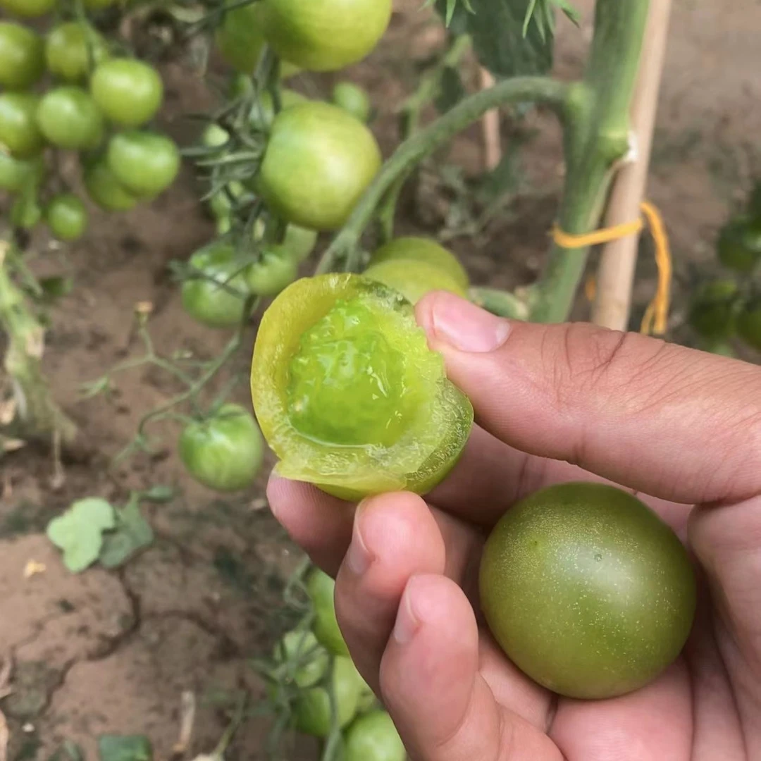 蔬菜苗组合番茄苗西红柿苗辣椒苗番茄苗翡翠番茄蔬菜种子