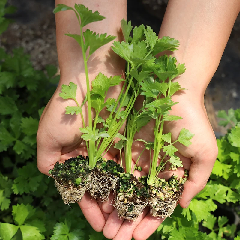 芹菜苗西芹苗小香芹苗芹菜种子红芹菜苗包邮蔬菜种子蔬菜苗
