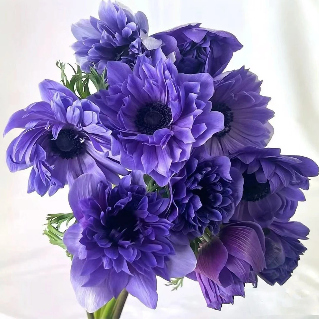 【南乔小院】银莲花盆栽宝石和谐系列切花多年生阳台庭院易养耐寒