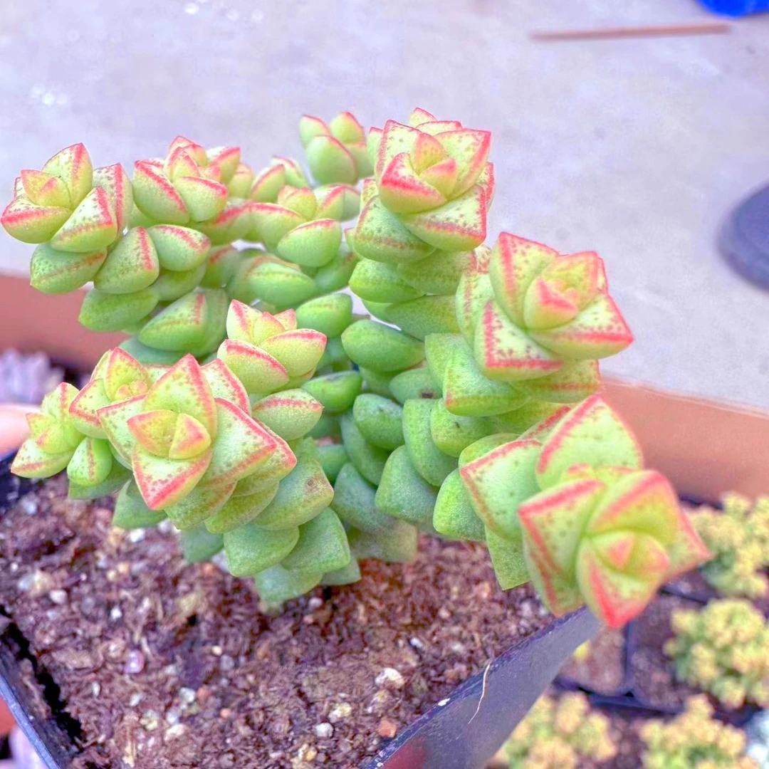 小米星多肉植物（满9.9元包邮发货）