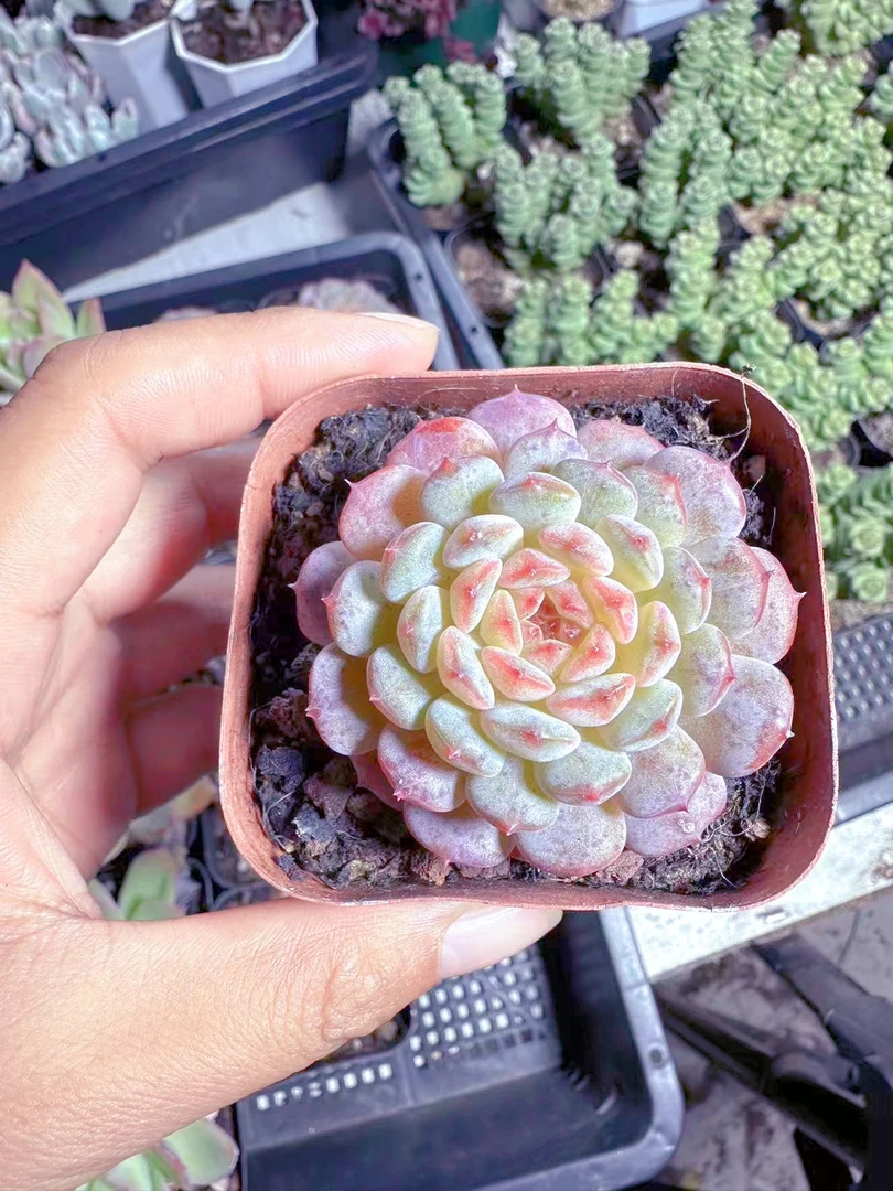 糖心哈尼多肉植物  （满9.9元包邮发货）