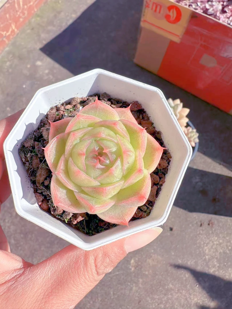 玲珑珍妮 一物一拍  多肉植物