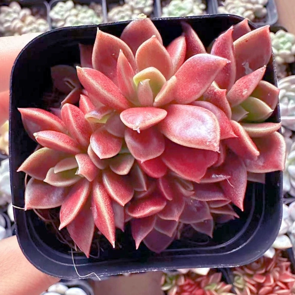 因地卡多肉植物 （满9.9元包邮发货）