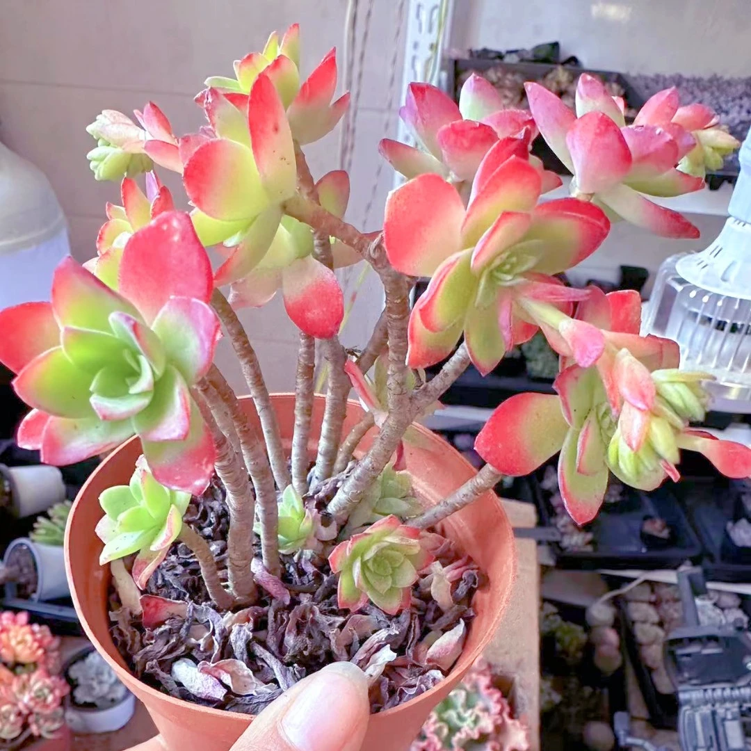 精控薄化妆多肉植物 （满9.9元包邮发货）