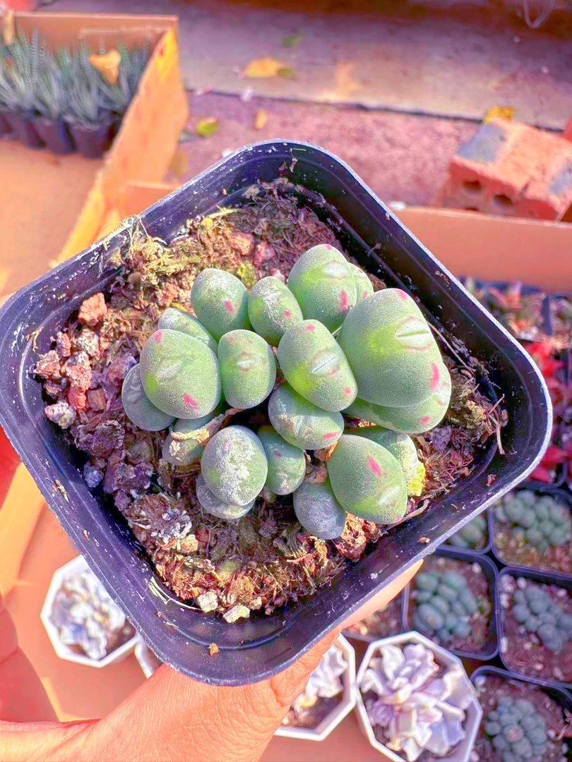 群生口笛肉锥多肉植物 （满9.9元包邮发货）