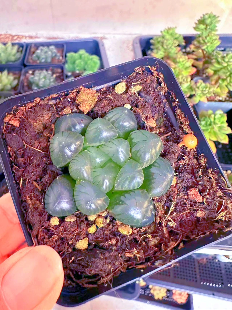 孔明灯玉露多肉植物 （满9.9元包邮发货）