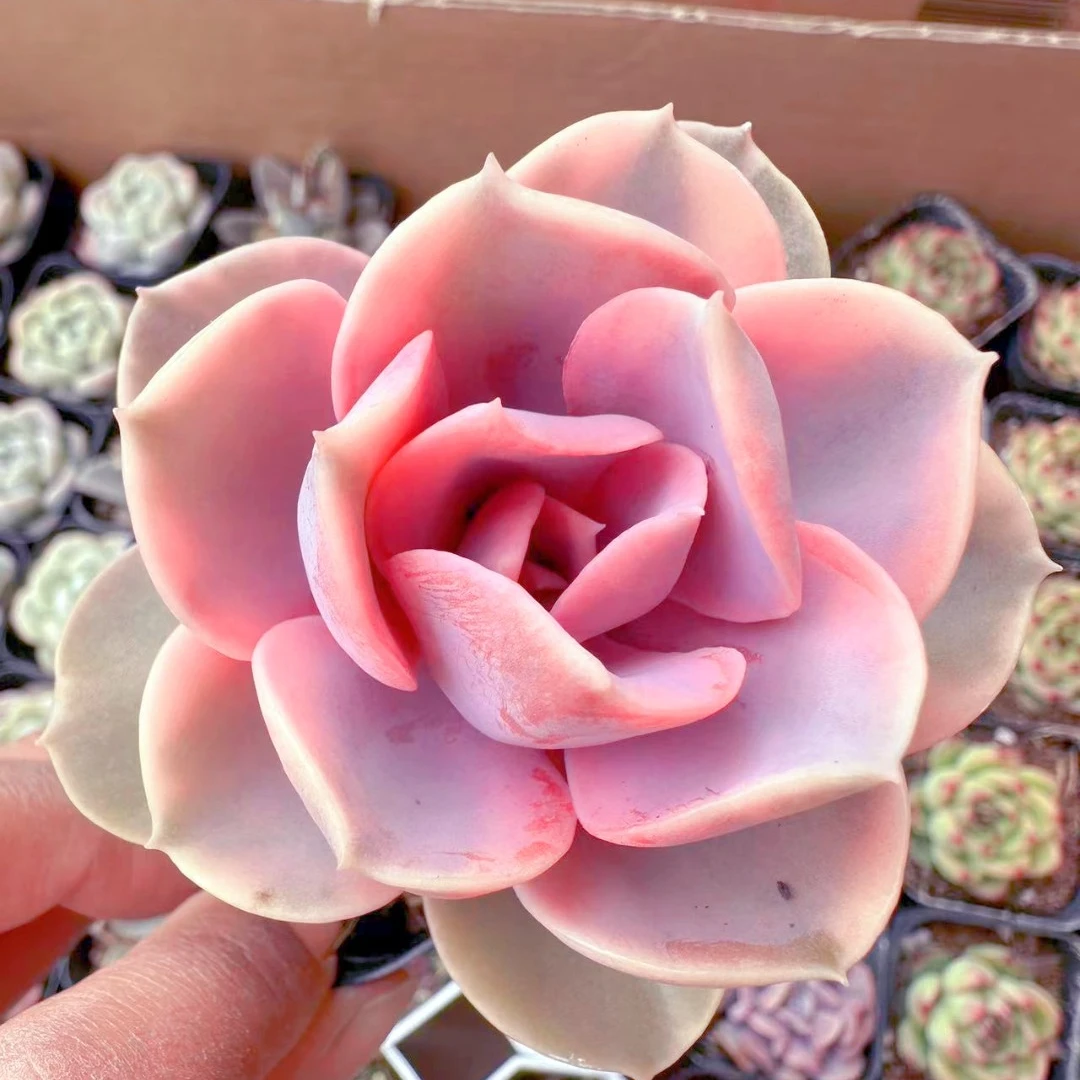 彩虹多肉植物(满9.9元包邮发货)