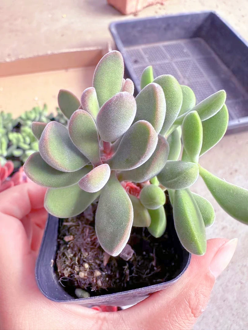 稀有若歌诗青锁龙属多肉植物(满9.9元包邮发货)