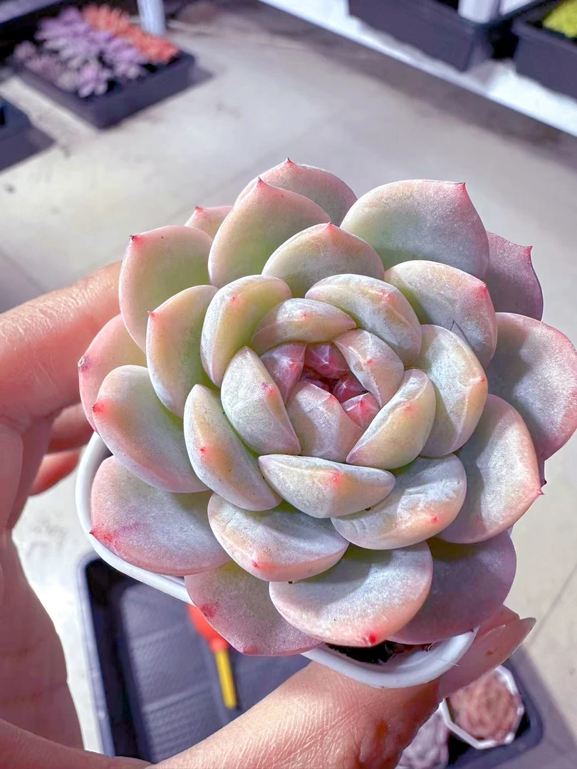 精控糖心干冰 多肉植物 （满9.9元包邮发货）