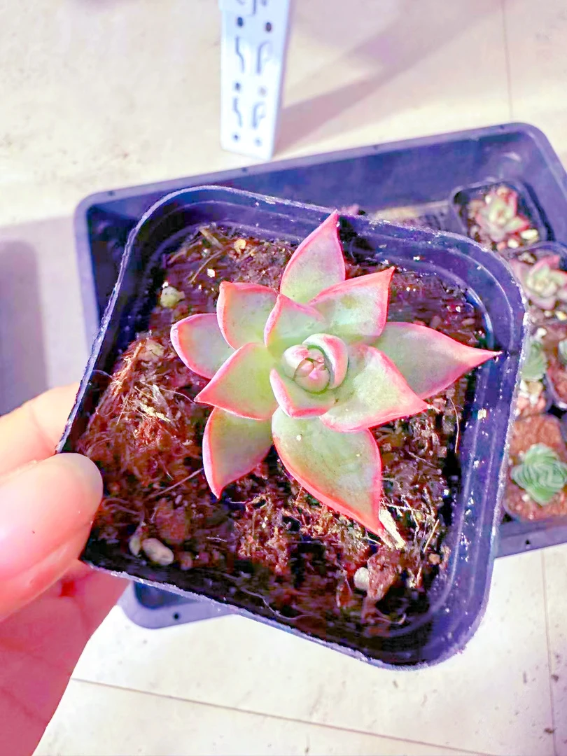 惊鸿仙子多肉植物(满9.9元包邮发货)