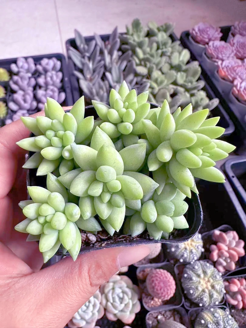 象牙玉缀多肉植物(满9.9元包邮发货)