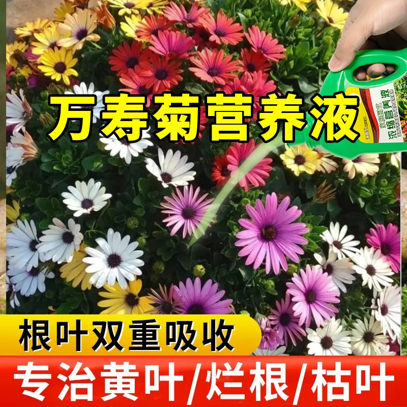 万寿菊营养液花肥浓缩型植物树花草插花促生长水培植物植物型盆景