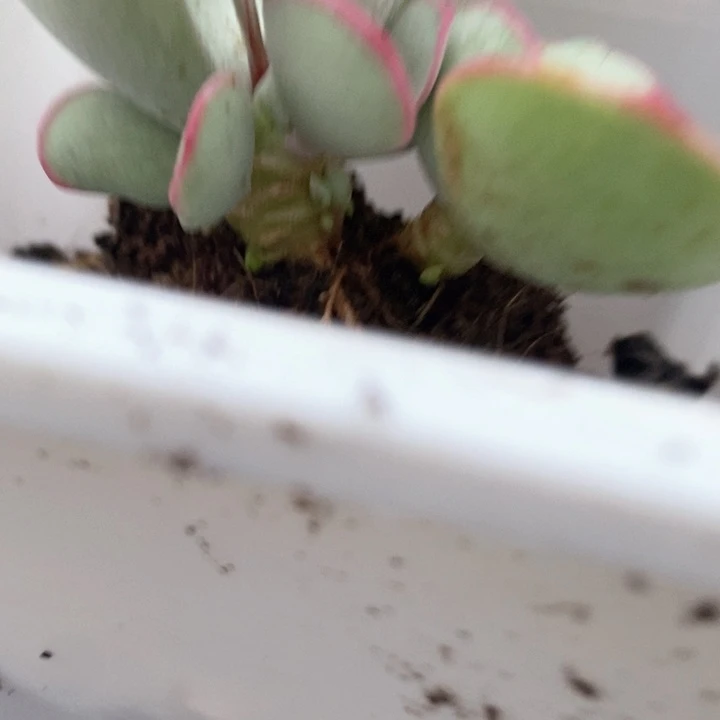 上***?正版日系白眉201号