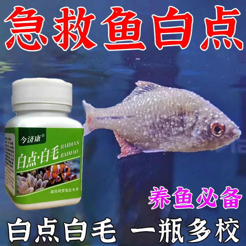 【换季鱼白点】今济康白毛白点家中观赏鱼白毛白点粉锦鲤等鱼类通用
