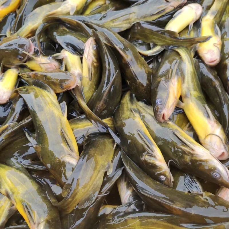 渔场直发四川黄辣丁 每条2-10g 生态养殖黄辣丁