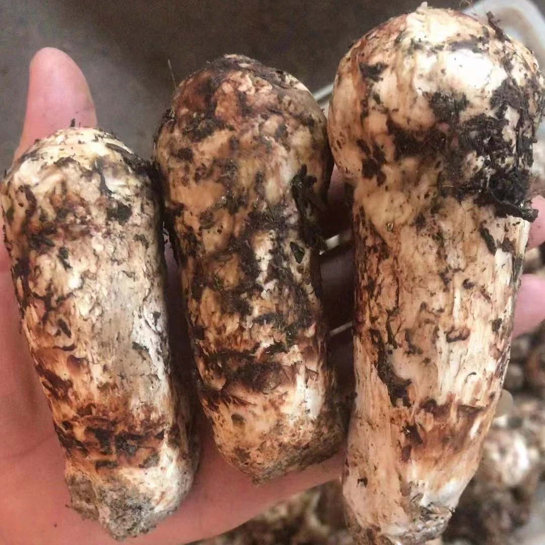 【等级货】2025年藏区新鲜松茸500g煲汤食材顺丰包邮
