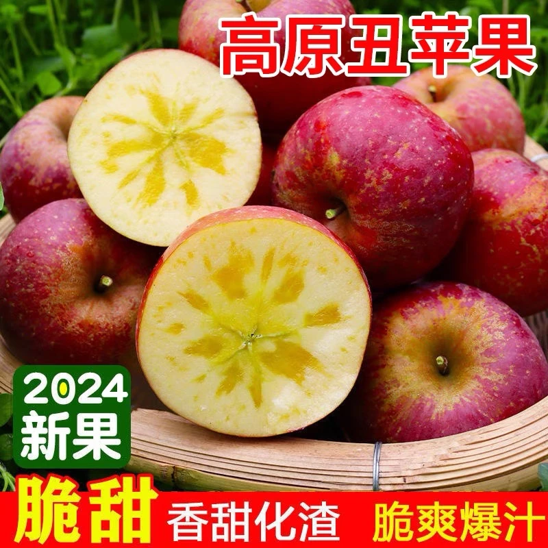 【小阳专属】云南昭通早熟富士2001苹果果园现摘直发