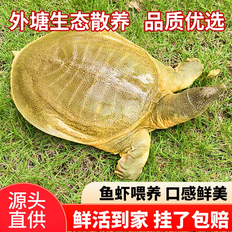 【公鳖】外塘生态甲鱼青黄老鳖鲜活水鱼团鱼中华鳖王八食用水产