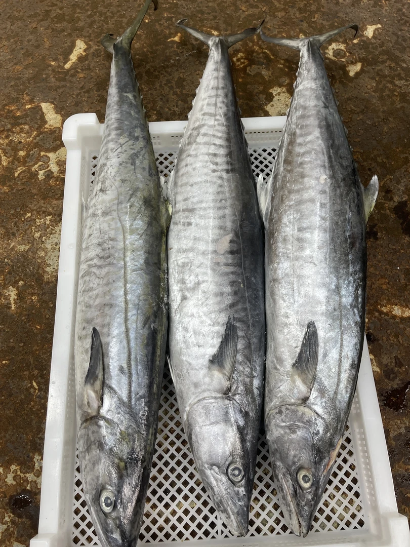 4斤正宗马鲛鱼海鲜博贺港新鲜鲜活速冻深海海钓肉质鲜嫩顺丰包邮