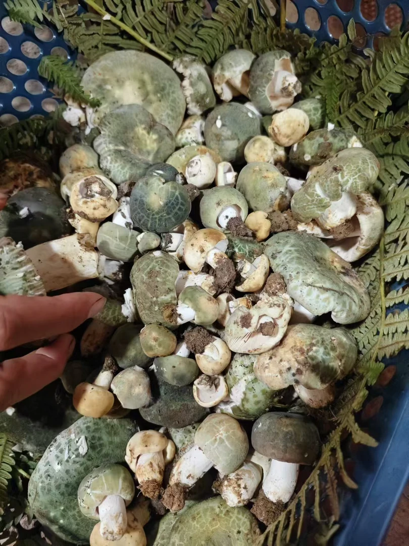 云南丘北高山特产青头菌冷冻空运发货