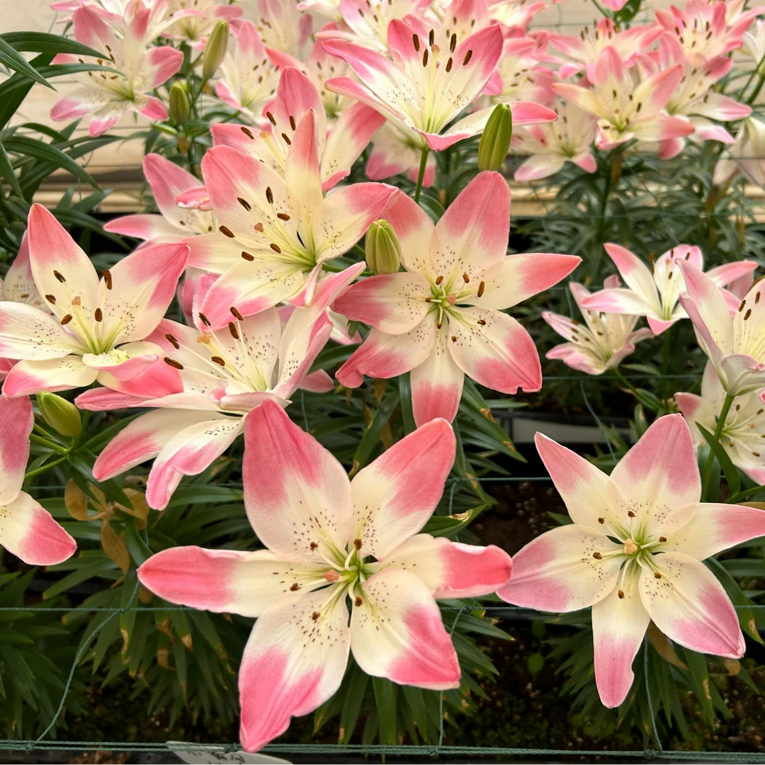 1颗百合种球【甜蜜爱情14-16】亚洲百合庭院阳台