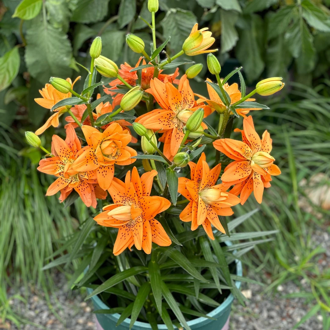 1颗百合种球【荷兰设计12-14】虎皮百合系列