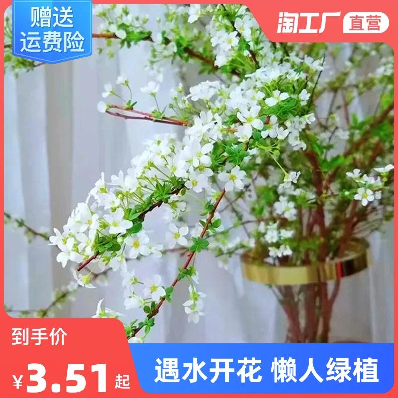 雪柳鲜枝水培富贵竹干枝支绿植物室内鲜花水养开花卉龙柳盆栽插花
