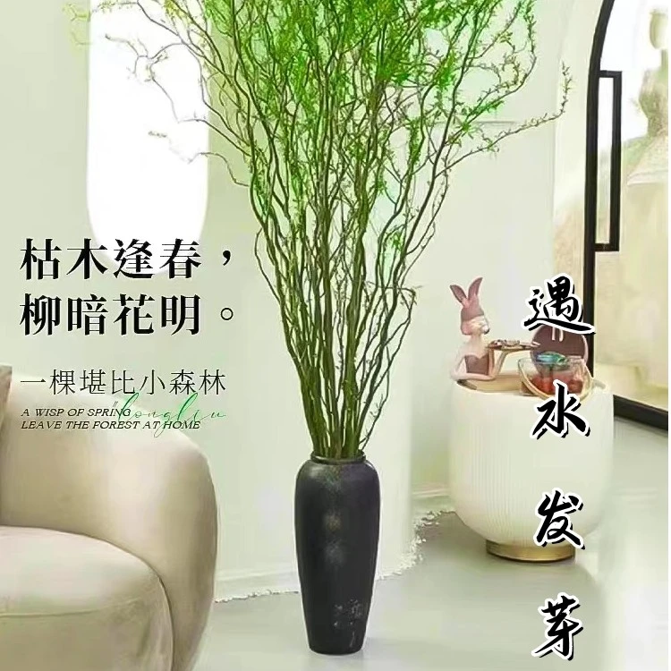 国风水培龙柳鲜枝客厅插花装饰四季居室好养绿植水培花卉室内鲜花
