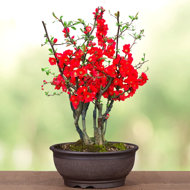 海棠四季开花鲜花室内盆栽植物花卉绿植盆栽盆景树年宵耐寒花卉