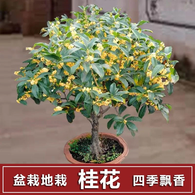【20天开花】四季桂花树苗盆栽金桂树阳台好养花卉大全吸甲醛绿植物