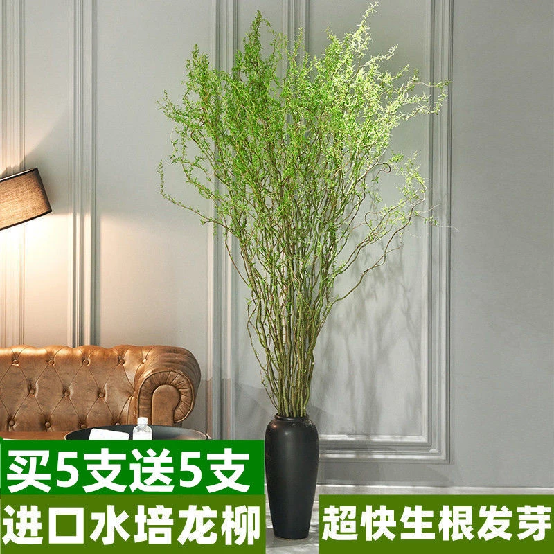 精品网红龙柳水培鲜枝雪柳干枝室内客厅落地桌摆好养易活观叶绿植