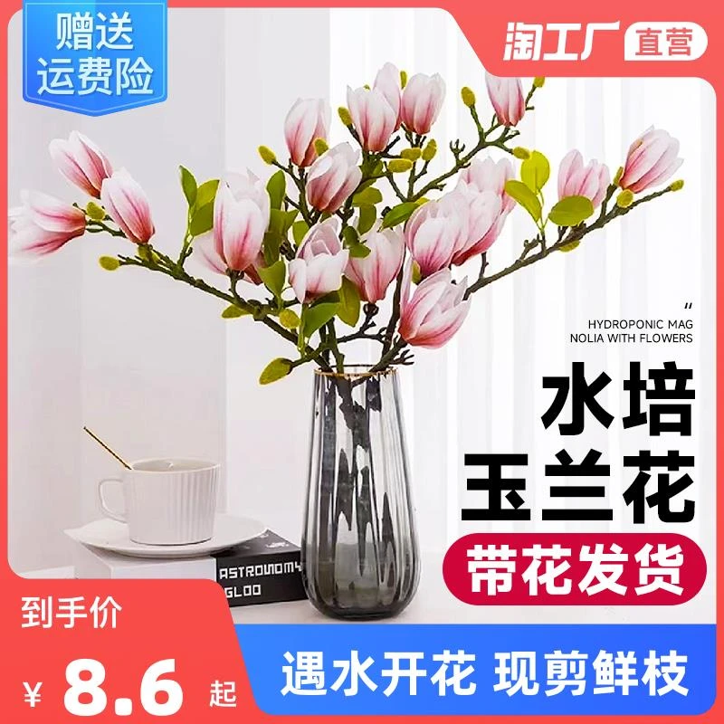 水培花卉白玉兰干枝带花苞鲜花植物室内鲜切好养浓香型雪柳开盆栽