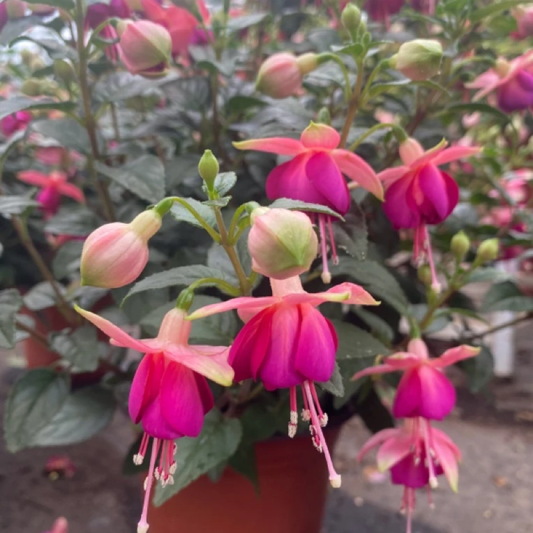 【粉精灵】灯笼花倒挂金钟年宵花盆栽地栽阳台庭院好养护花期长