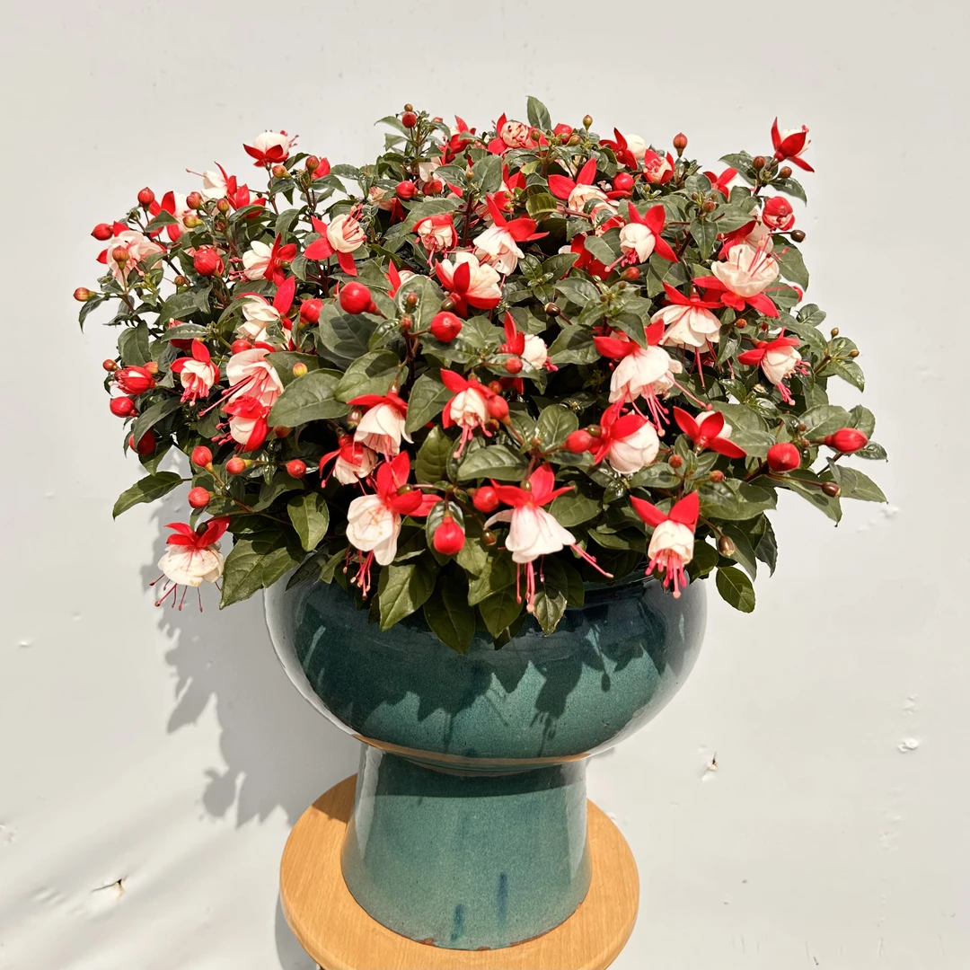 【白叶裙】灯笼花倒挂金钟年宵花垂吊绿植盆栽地栽阳台庭院好养