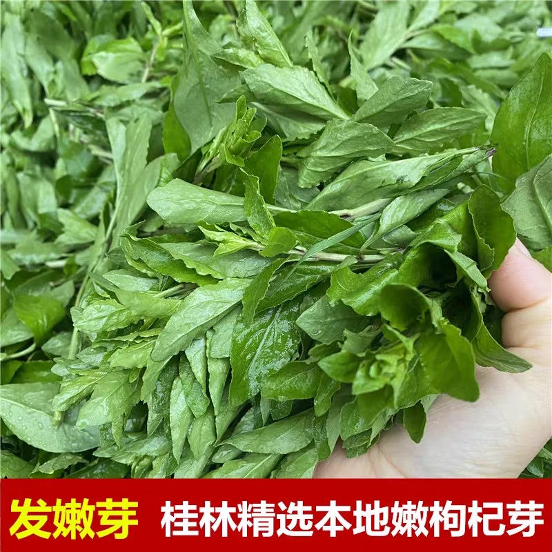 【可选顺丰】桂林新鲜手掐枸杞菜嫩芽