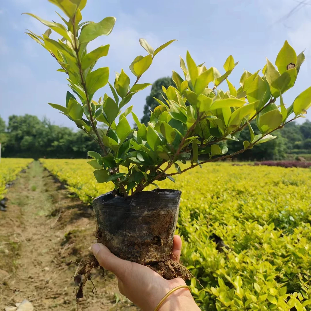 杯苗，植物简单春季阳台庭院美观观叶