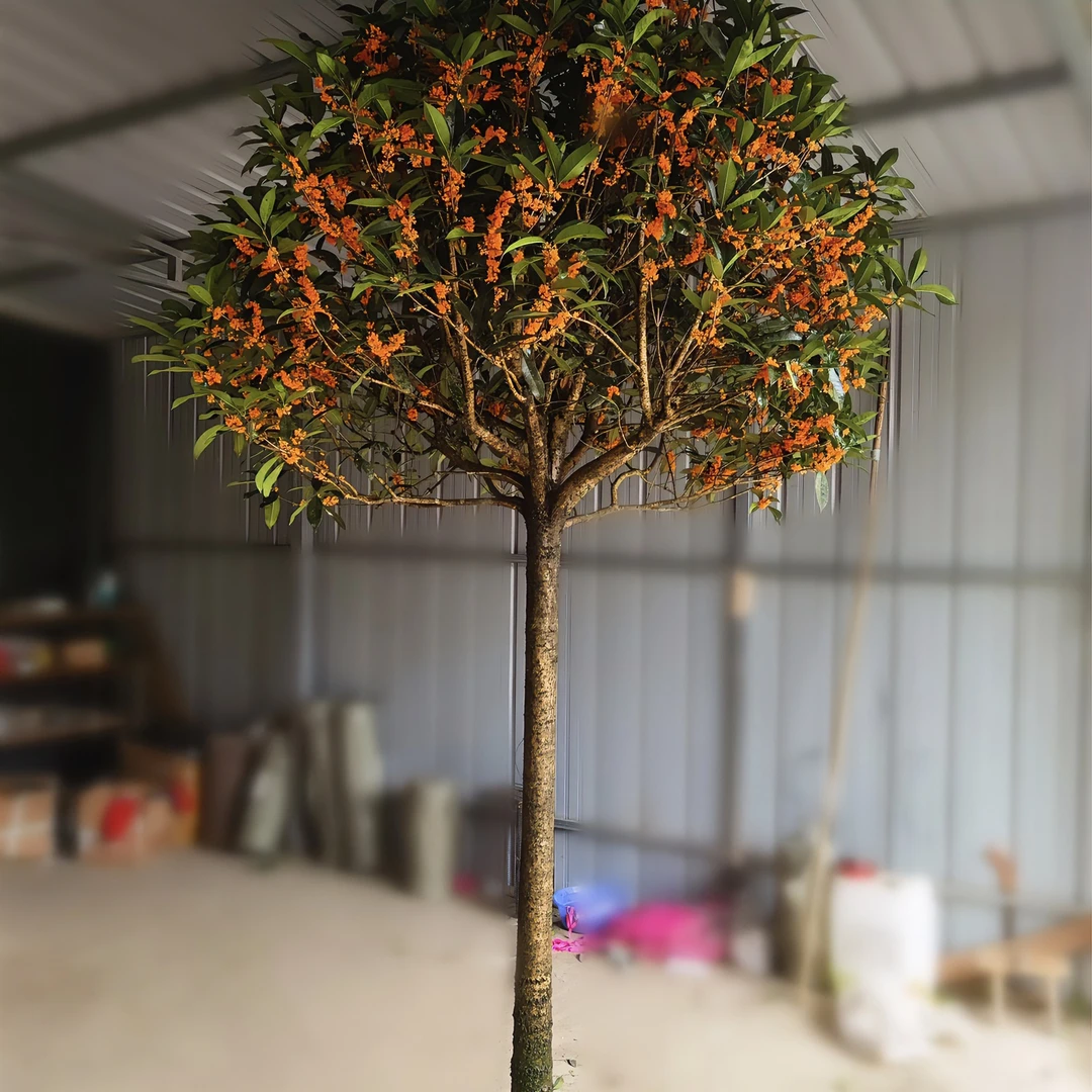 红花丹桂，金桂，耐寒耐旱品种，植物，庭院，一物一拍栽培秋季美观