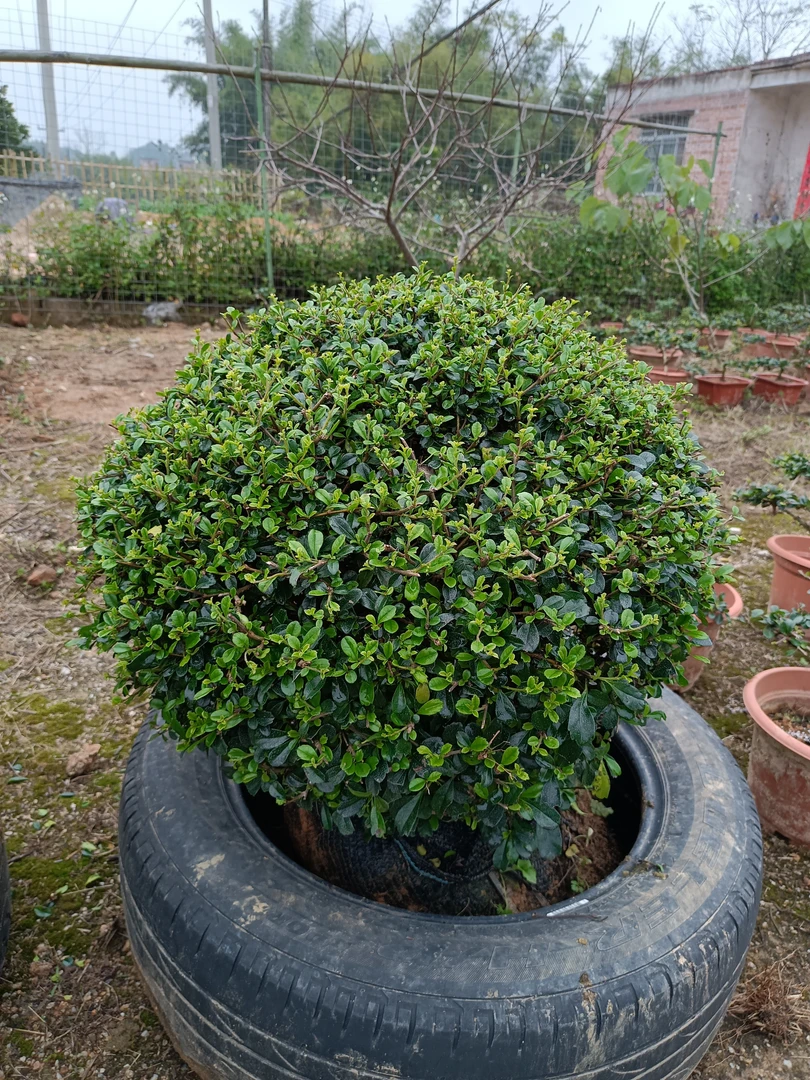 庭院园林式绿植园艺福建茶盆栽