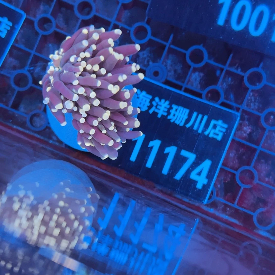 【闪购商品】K****11174