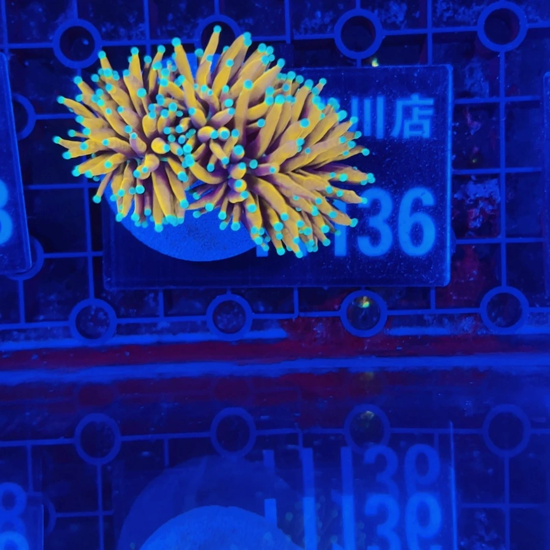 【闪购商品】I*16666666