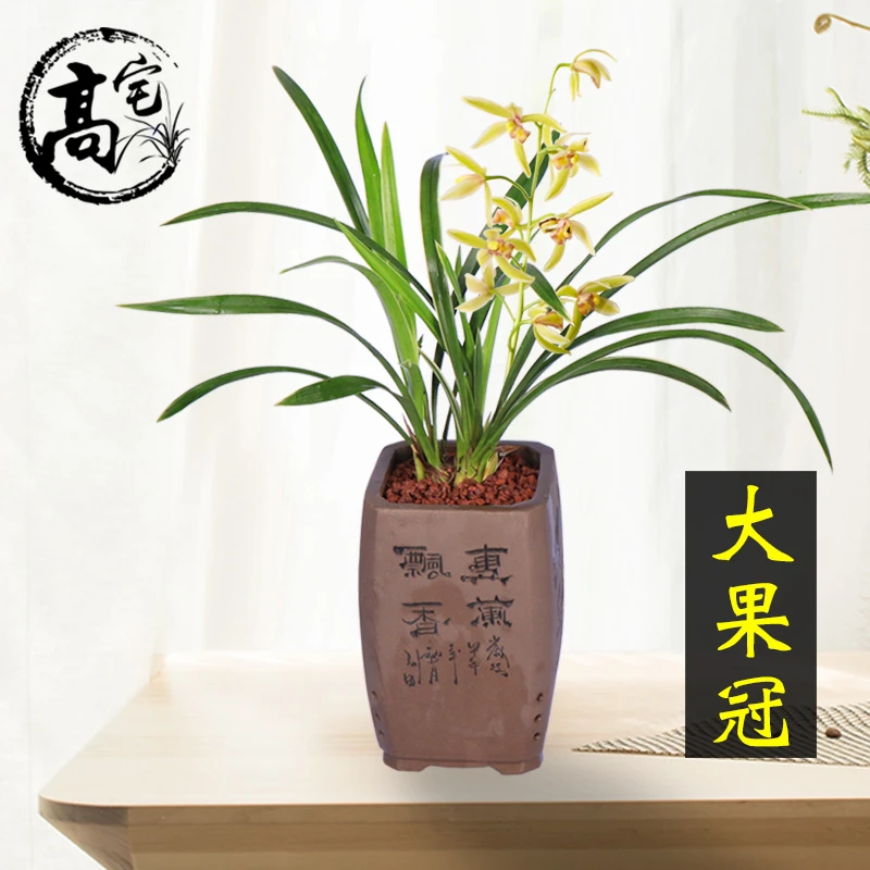 高宅兰花建兰四季兰大金边线艺大果冠花型美叶子美观易养活花叶美