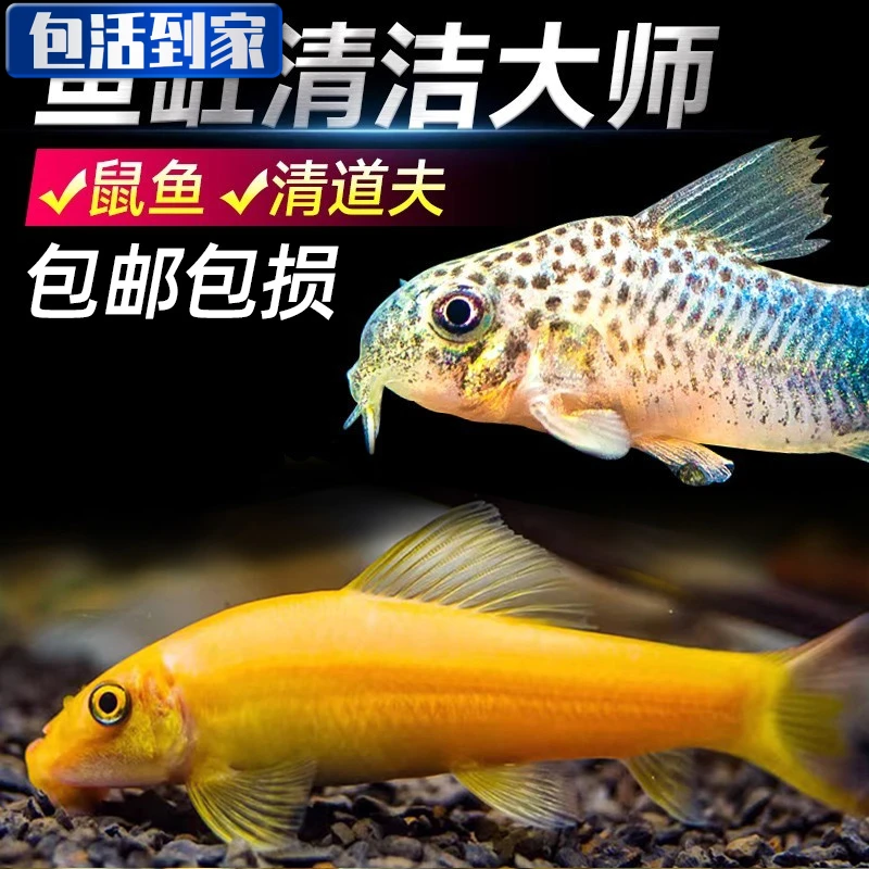 金苔鼠清道夫热带清洁鱼观赏鱼活体工具鱼除藻吃粪便鱼缸水族箱