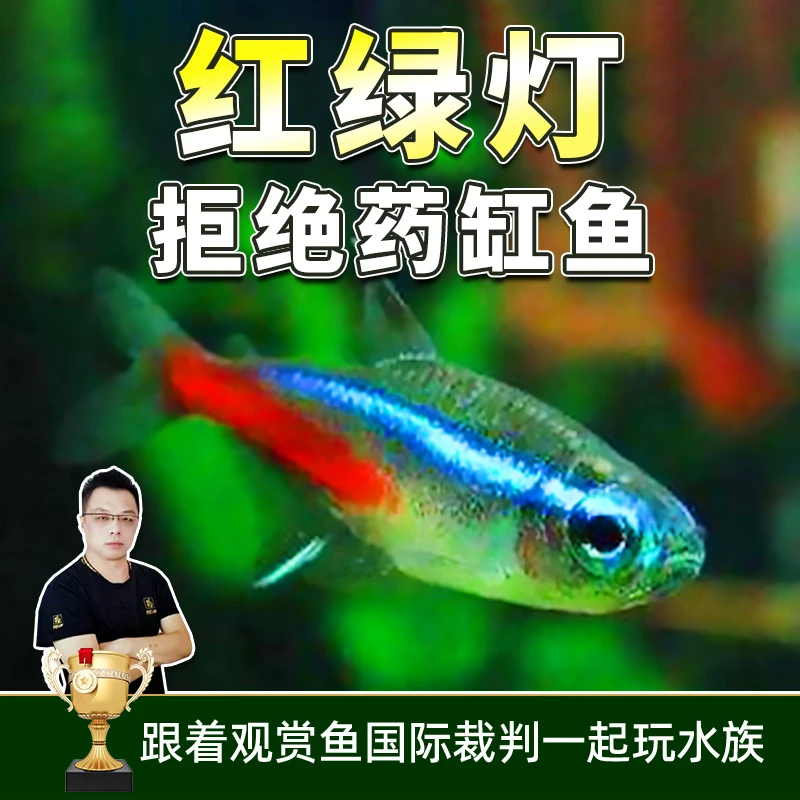 小型热带灯鱼集合活鱼观赏鱼宝莲灯鱼活体水草缸淡水灯鱼套餐灯科