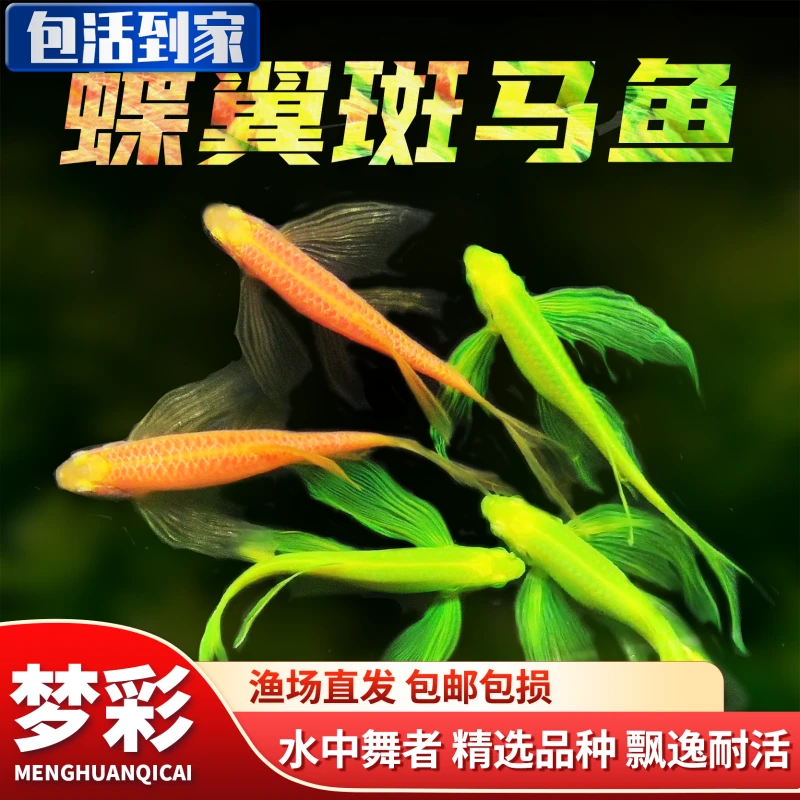 【渔场发货包邮】糖果蝶翼长尾斑马鱼观赏鱼小型鱼热带鱼活体鱼活鱼