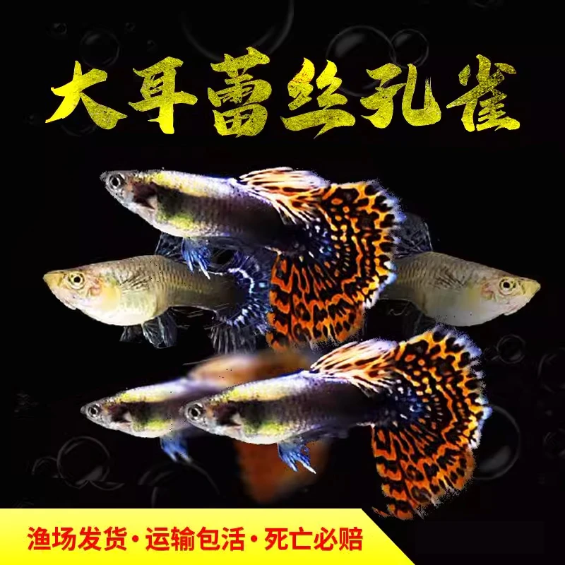 精品大耳蕾丝孔雀鱼活体活鱼热带鱼高端孔雀鱼观赏鱼